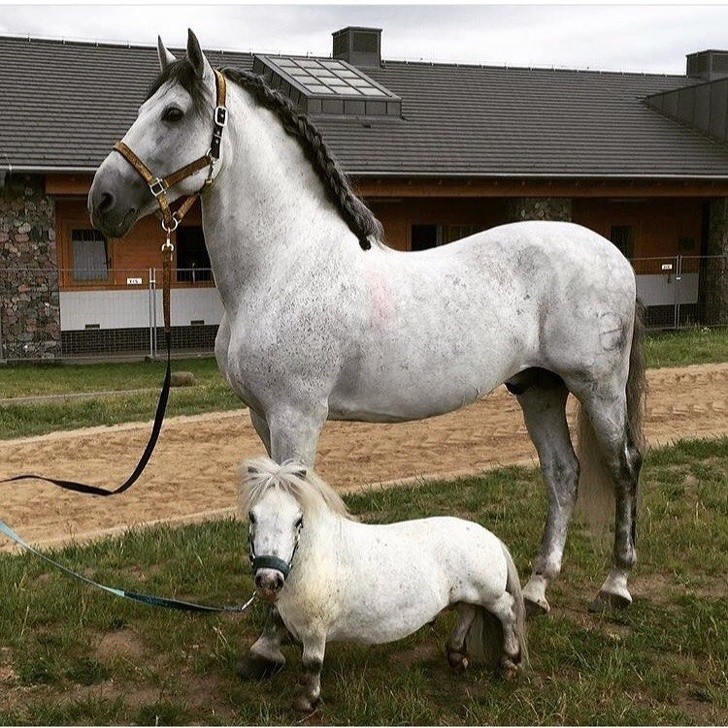 Het zijn maar een paard en een pony, maar kijk het verschil eens!