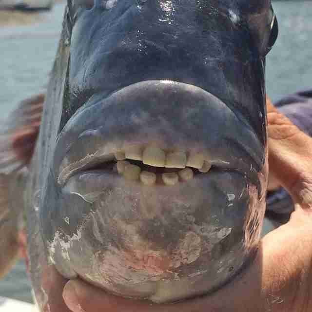 Le poisson-mouton a une dentition qui ressemble en tout point à celle des humains.