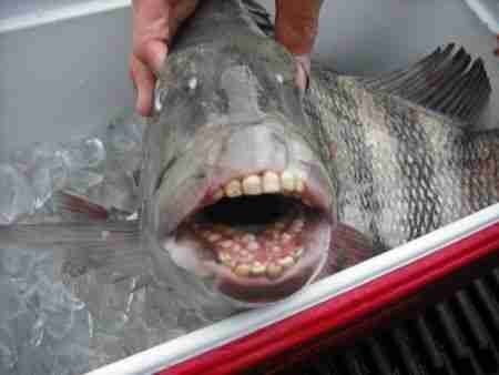 La nature de ces dents réside dans l'alimentation du poisson.