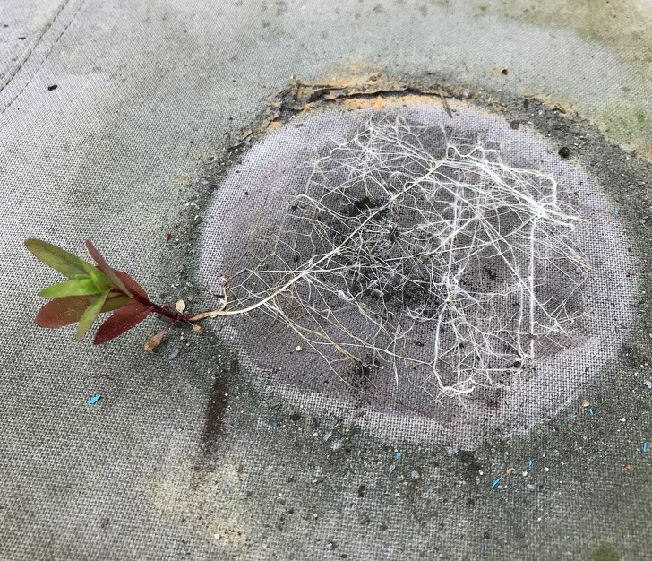 3. "J'ai déplacé un pot et j'ai trouvé un complexe de racines créées à partir d'une petite plante".