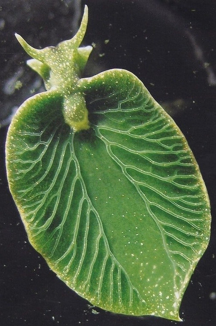 6. Elysia chlorotica, un escargot de mer qui peut effectuer la photosynthèse