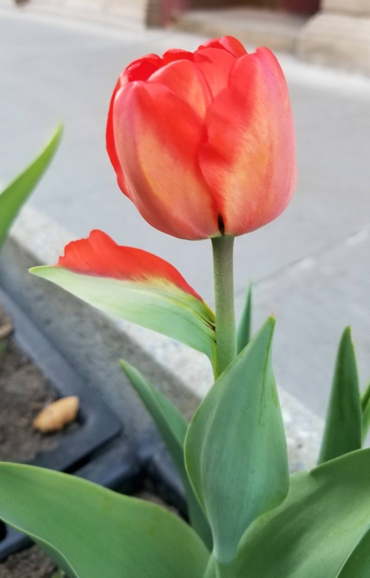 9. Tulipe avec une feuille particulière, qui a accompli une métamorphose partielle des pétales.