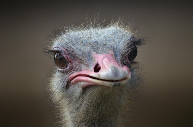 De ogen van struisvogels zijn groter dan hun hersens.
