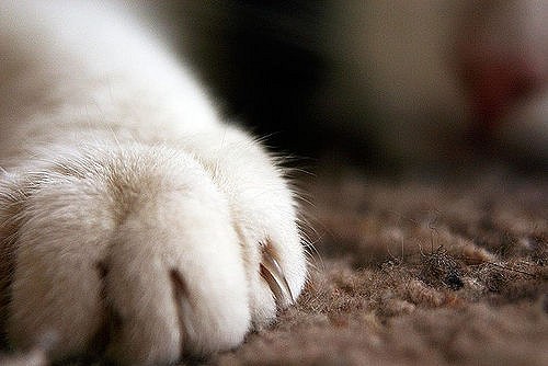 Katten hebben vijf tenen aan hun voorpoten en vier aan hun achterpoten.
