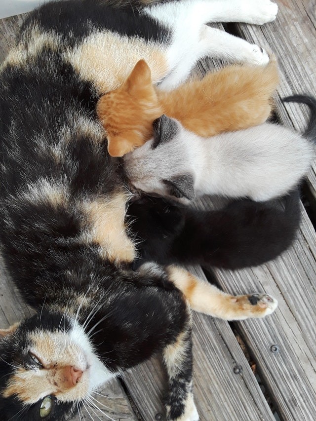 Mama Katze hat ihre Farben gerecht auf die Kinder aufgeteilt!