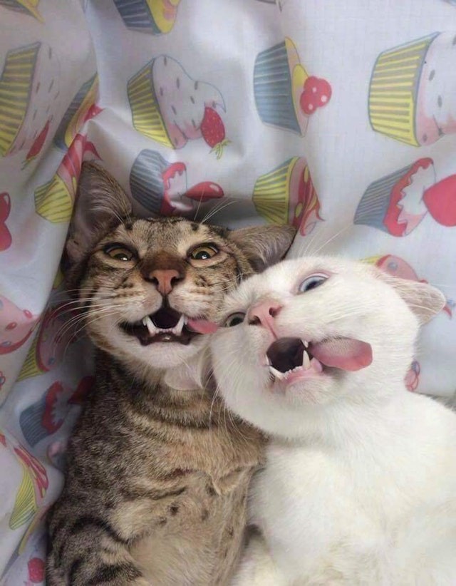 Avez-vous déjà vu deux chats aussi doués pour les selfies?