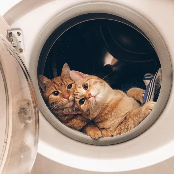 Due gatti che sanno come si posa per un servizio fotografico... Meglio degli esseri umani!