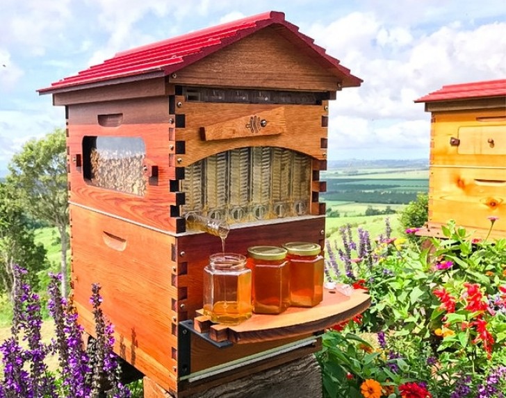 Collecteur de miel