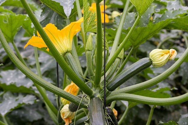 Es toda otra cosa cuando se pueden comer las frutas y las verduras cultivadas con las propias manos!