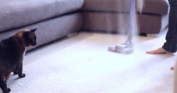 How to remove human and pet hair from carpets