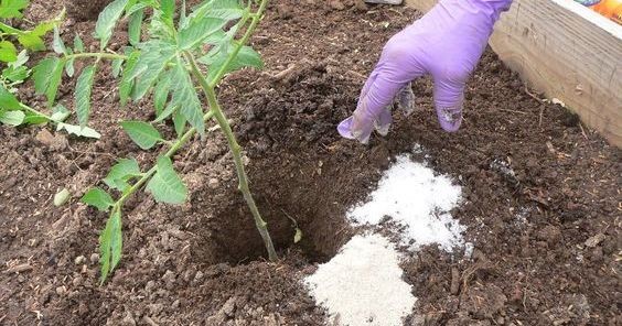 Epsom Zout Alle Positieve Uitwerkingen Van Dit Handige Ingredient In Huis En In De Tuin Bekijkdezevideo Nl