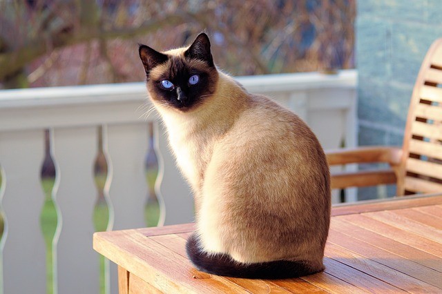 In Russia i gatti sono visti dei veri e propri portafortuna per chi acquista una casa nuova.