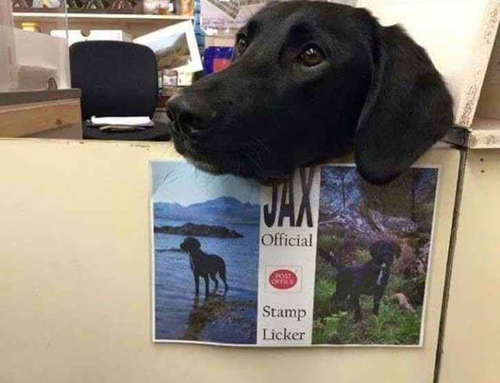1. Il cane JAX, assunto come "leccatore di francobolli ufficiale" dell'ufficio.