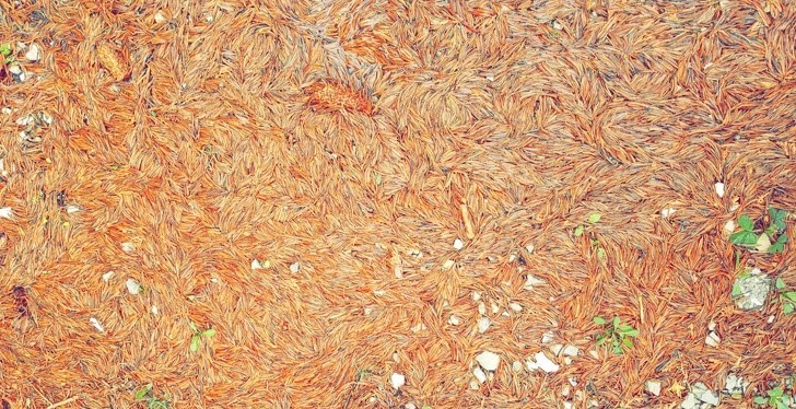 13. Quand un tapis d'aiguilles de pin ressemble terriblement à un Van Gogh.....