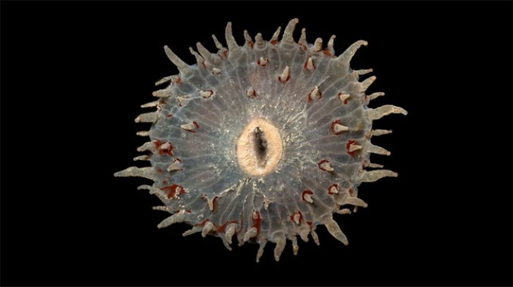 9. Un organisme corallien