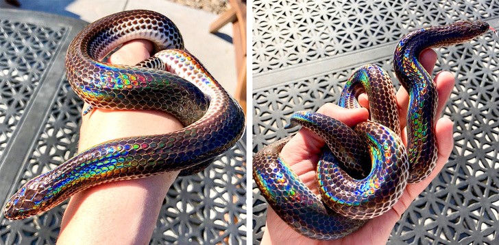 14. Un serpent Hi-Tech qui renvoie la lumière avec des couleurs arc-en-ciel.