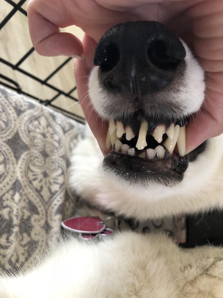 4. Ce chien s'est cassé une dent inférieure et la dent supérieure a compensé (avec une forme osseuse curieuse).
