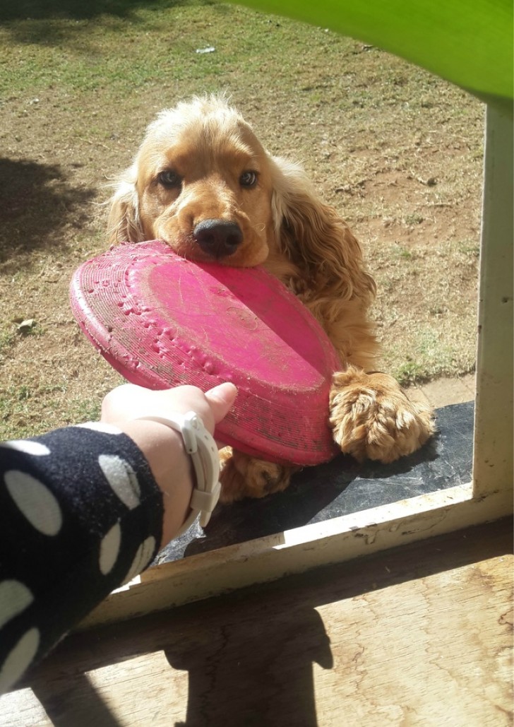 5. Lorsque le chien vous connaît et vous apporte le frisbee directement à la fenêtre.
