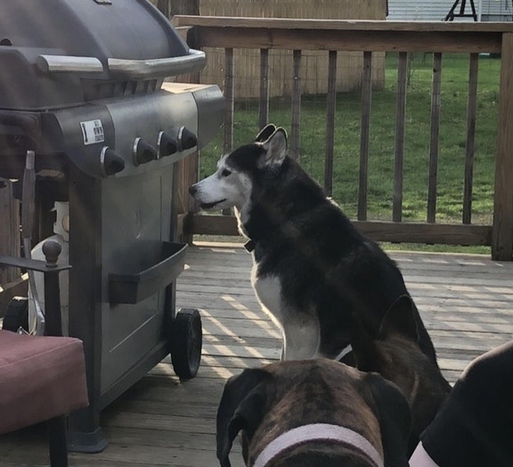 6. "My Husky is losing his sight and from time to time he stares at the barbecue grill even after we've taken it apart."