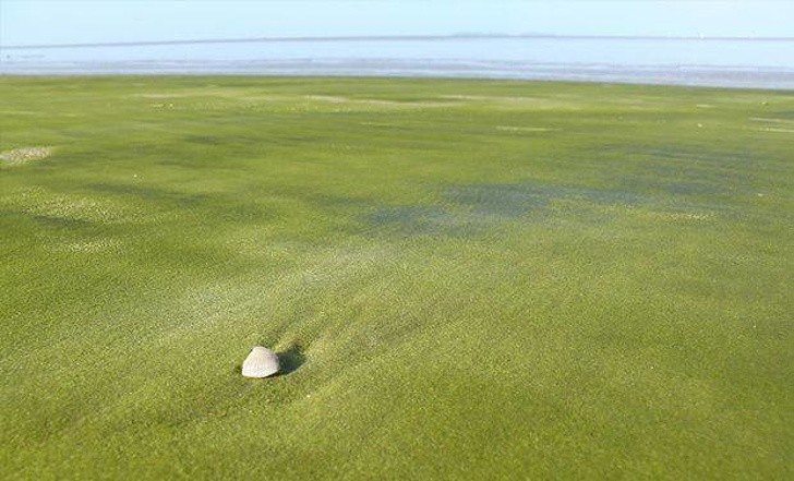 6. La spiaggia dalla sabbia verde di Kourou - Guyana francese.