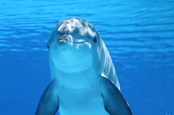 5. Dolfijnen eten kogelvissen voor de lol!