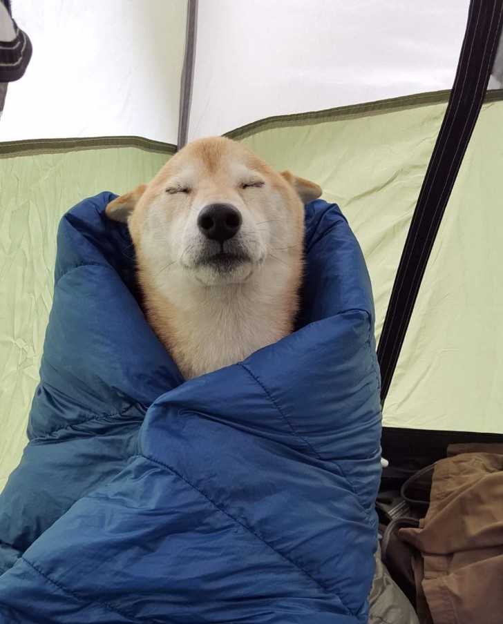 C'est bien de camper et de courir à l'extérieur lorsqu'il fait froid.... Mais ensuite, mon chien plonge dans le sac de couchage et s'endort !
