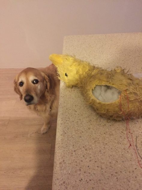 In the process of repairing my dog's favorite toy, I could see that he was VERY worried.