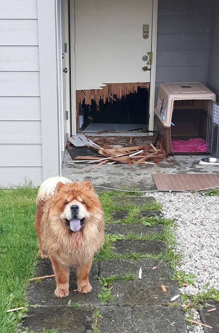 My neighbor insisted on keeping him inside their house ... 😅