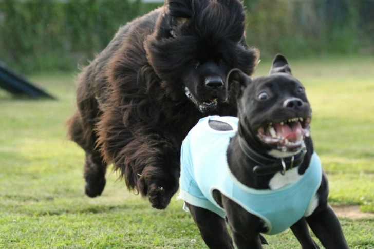 Mijn pitbull heeft altijd geloofd de grootste hond van het park te zijn...