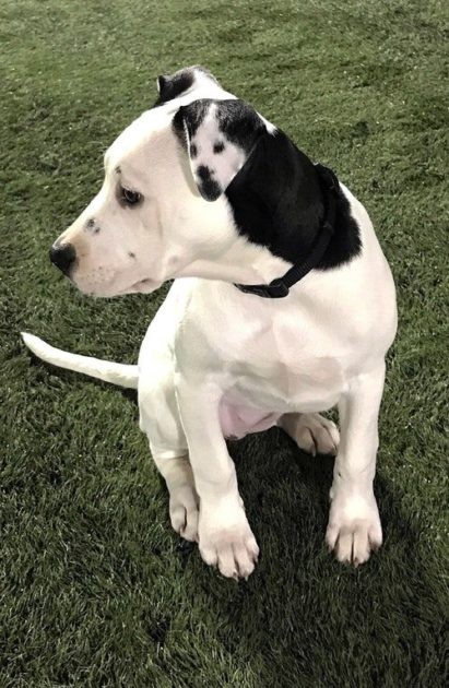 Patiently, my dog ​​shows everyone the other dog drawn on his left ear.