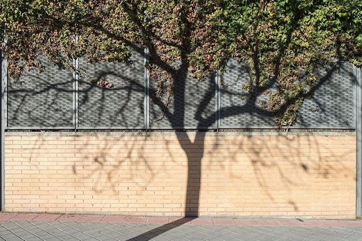 16. Un albero che si duplica perfettamente attraverso la sua ombra