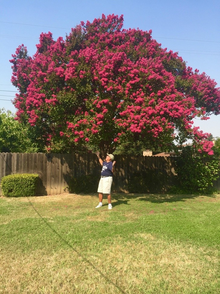 5. "My grandfather told me to post this picture on the Internet because the whole world has to see his wonderful Lagerstroemia (Crepe Myrtle tree)."