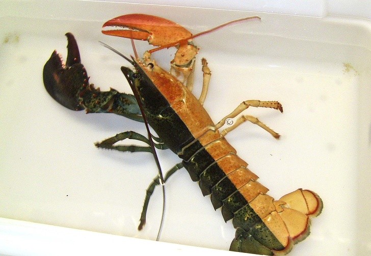 10. Un extrêmement rare homard bicolore, qui semble peint.