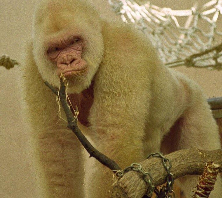 12. "Was gibst? Noch nie einen Albino-Gorilla gesehen?"