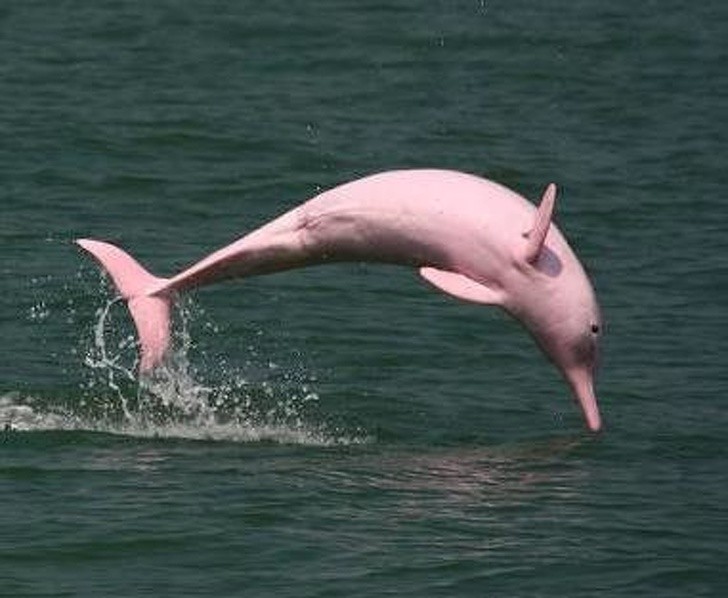 16. Een roze dolfijn, ideaal voor Valentijn