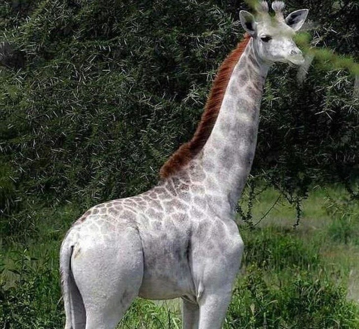 7. Deze albino-giraffe lijkt van een andere planeet te komen