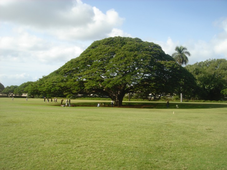 11. Hitachi Tree