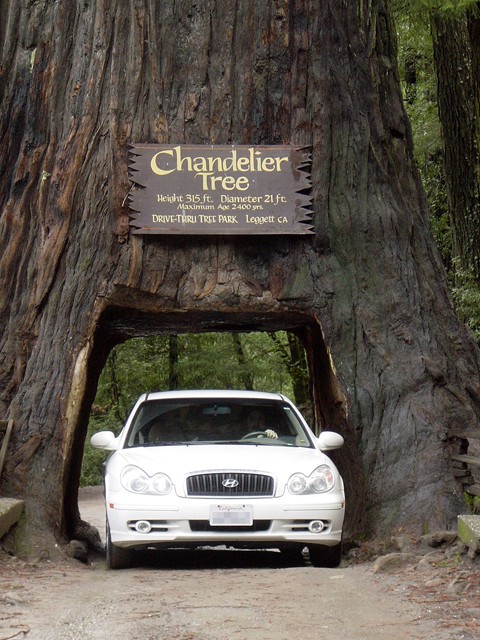 3. Chandelier Tree, arbre tunnel