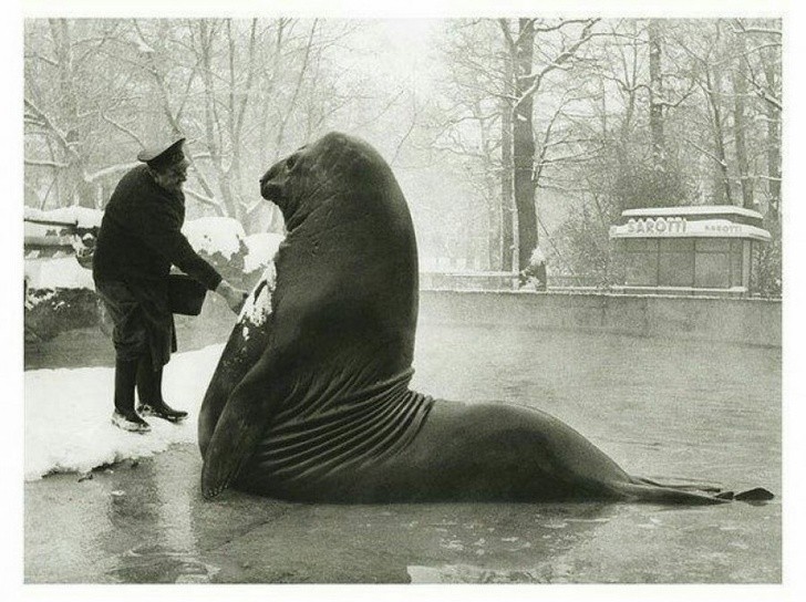 13. Roland, un éléphant de mer de près de deux tonnes, se baigne dans la neige au zoo de Berlin. 1930 environ.