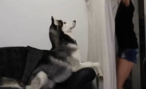 Este é Jax, um simpático Husky que conquistou os internautas graças a este vídeo muito engraçado.