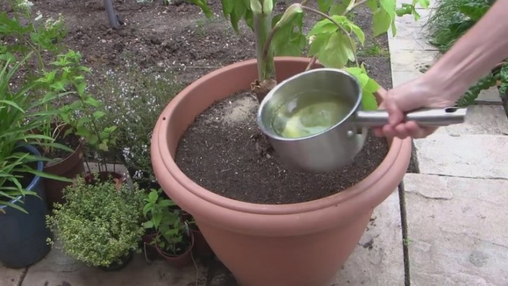 6. Verwenden Sie das kochende Wasser (natürlich nur, wenn Sie kein Salz haben) wieder: besonders, wenn Sie es verwendet haben, um etwas Gemüse zu kochen. Lassen Sie es abkühlen und gießen Sie damit die Pflanzen.