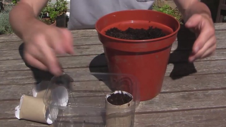 Plantez les graines à l'intérieur et placez-les dans un pot qui les tient bien droit, puis transférez le tout au sol seulement lorsque les pousses sont déjà germées.