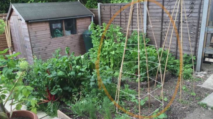 9. Si vous avez peu d'espace pour cultiver des légumes, n'oubliez pas que vous pouvez les faire pousser en hauteur !