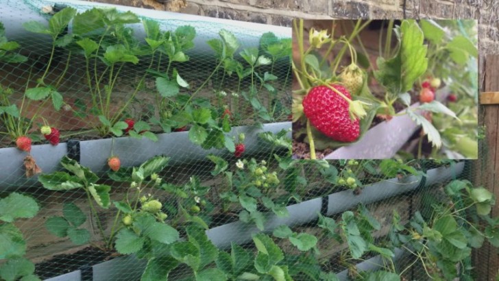 Basta furá-los embaixo, enchê-los de terra e colocar as plantas que se adaptam melhor a este tipo de contentor como a alface, ervas aromáticas ou morangos.