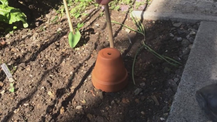 3. Un trucco per proteggere le piante dal gelo notturno è quello di coprirle con un vaso di terracotta.