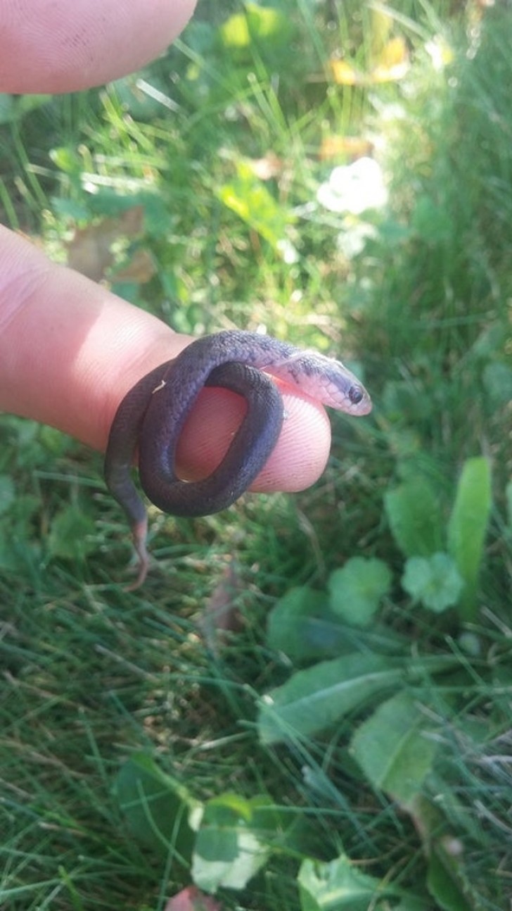 O tamanho de uma cobra recém-nascida.