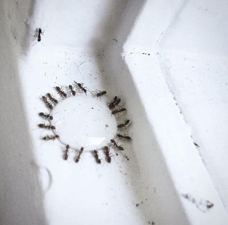  Ants are experts at being organized even when it comes to drinking!