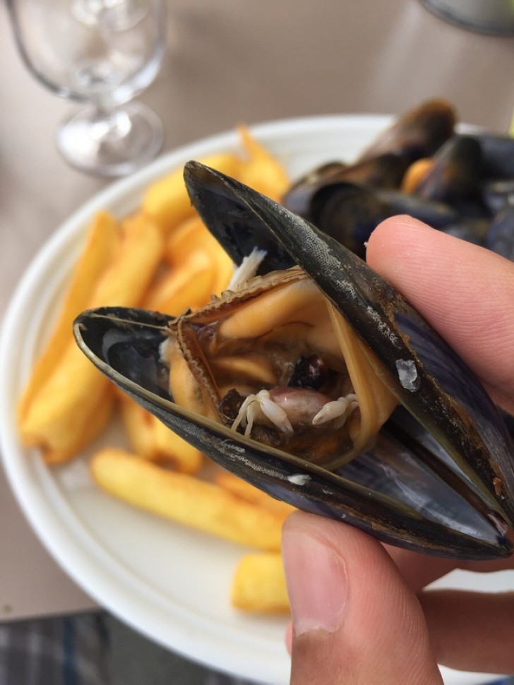 Deze mossel is op het mooiste moment gevangen!