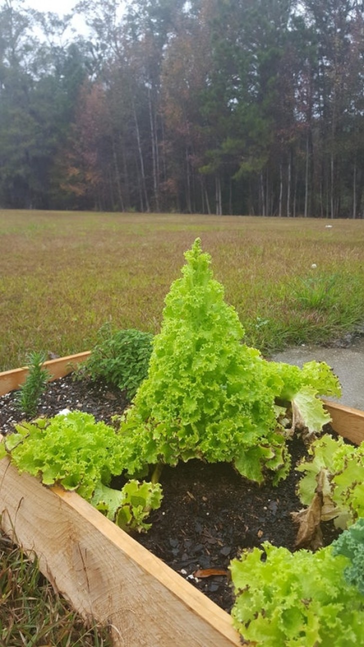 Cuando dejas crecer la planta de ensalada y ella parece quererse transformar en un arbol de Navidad!