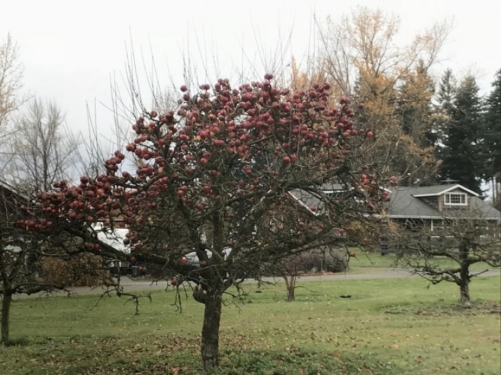 Un arbol desnudo de hojas pero CARGADO de manzanas!